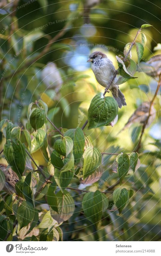 Hey, Spätzchen Umwelt Natur Pflanze Tier Sommer Baum Vogel Spatz warten klein Farbfoto Außenaufnahme Menschenleer Tag Zweige u. Äste Sonnenlicht