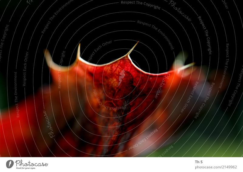 Blatt Natur Pflanze Frühling Sommer Herbst Bewegung verblüht ästhetisch authentisch einfach elegant Spitze grün rot schwarz Gelassenheit geduldig ruhig