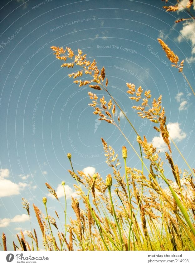 SOMMERWIESE Umwelt Natur Landschaft Pflanze Himmel Wolken Sommer Schönes Wetter Blume Gras Sträucher Grünpflanze Wildpflanze Wiese Feld ästhetisch schön Idylle