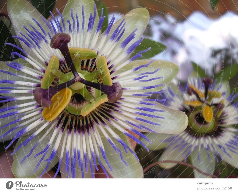 Cerulea Passionsblume Maracuja Blüte Balkon