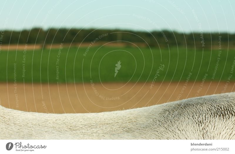 auf dem rücken der pferde liegt das glück dieser erde Feld kurzhaarig braun grün weiß Zeit ruhig trist Landschaft Pferd Schimmel Fell Rücken Detailaufnahme