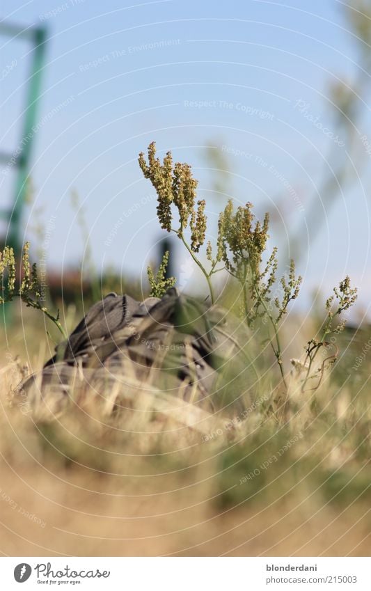 Eingewachsen Pflanze Gras Sträucher Schuhe Wanderschuhe vergessen Wiese Schuhbänder Farbfoto Außenaufnahme Menschenleer verloren