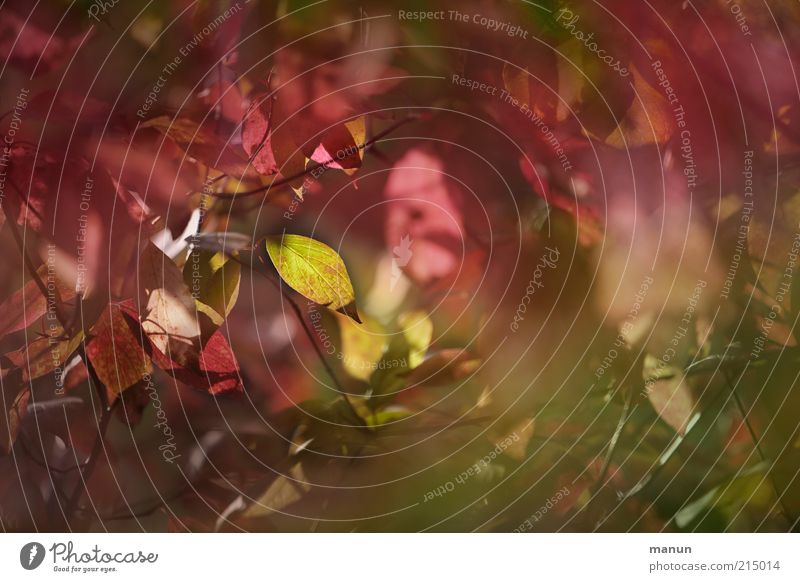 Blattwerk Herbst Baum Herbstlaub Herbstfärbung Herbstbeginn herbstlich Originalität schön rot Vergänglichkeit Wachstum Wandel & Veränderung Farbfoto