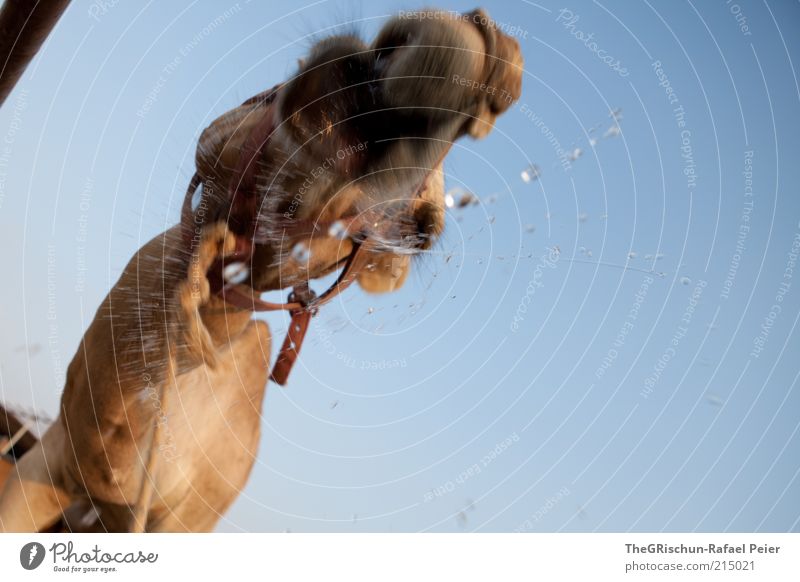 Camel rocks Ferien & Urlaub & Reisen trinken blau braun mehrfarbig Israel Wassertropfen Tiergesicht Nutztier Kamel Kamelhöcker sabbern schütteln Maul Farbfoto