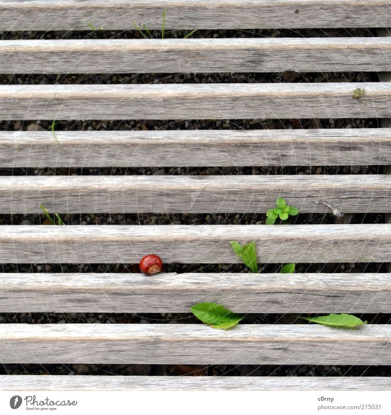 eichelnuss Umwelt Natur Pflanze Gras Blatt Grünpflanze Holz Fröhlichkeit frisch braun rot Lebensfreude Leichtigkeit liegen Farbfoto Tag Lamelle Kastanie