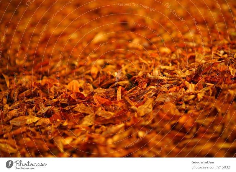 Herbstgold. Umwelt Natur Klima Schönes Wetter Blatt Park leuchten frisch schön Stimmung Herbstlaub herbstlich Herbstfärbung Herbstbeginn Farbfoto Außenaufnahme