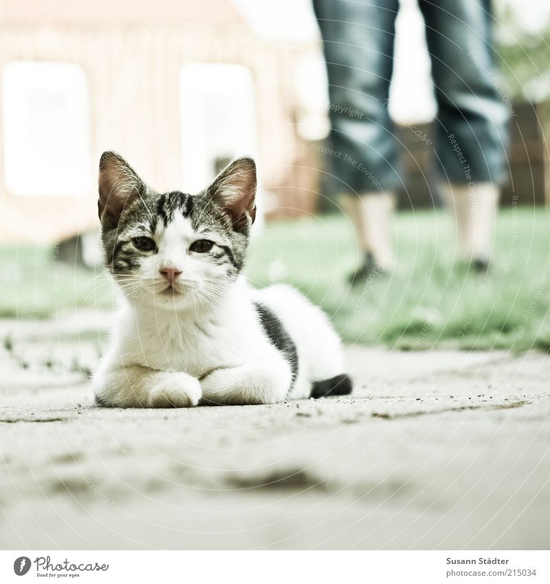 getarnter ALF im Anmarsch Mann Erwachsene Beine Garten Hose Jeanshose Tier Haustier Katze Tiergesicht Fell 1 Tierjunges beobachten liegen warten Wiese