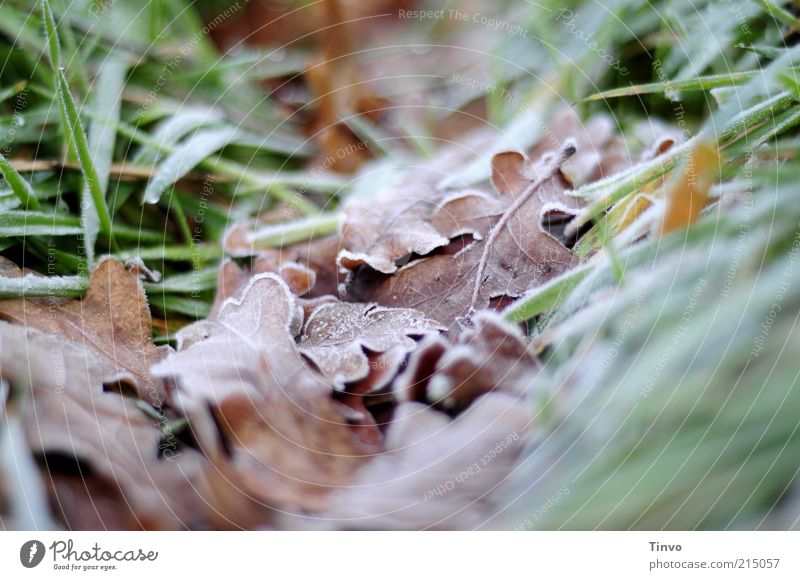 eingebettet Natur Herbst Winter Blatt braun grün Frost Eichenblatt Gras Herbstlaub kalt Farbfoto Außenaufnahme Menschenleer Schwache Tiefenschärfe Raureif