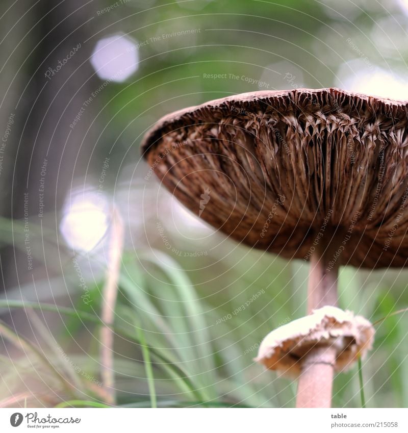 ist bestimmt giftig... Lebensmittel Pilz Pilzhut Gras Ernährung Umwelt Natur Pflanze Herbst stehen Wachstum warten natürlich braun grün Appetit & Hunger Lamelle