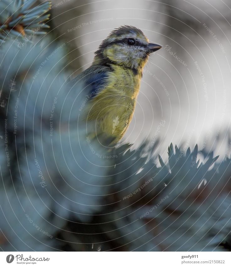 Beobachten elegant Umwelt Natur Sonne Sonnenlicht Frühling Sommer Baum Garten Park Wald Tier Wildtier Vogel Tiergesicht Flügel Fell Meisen 1 beobachten