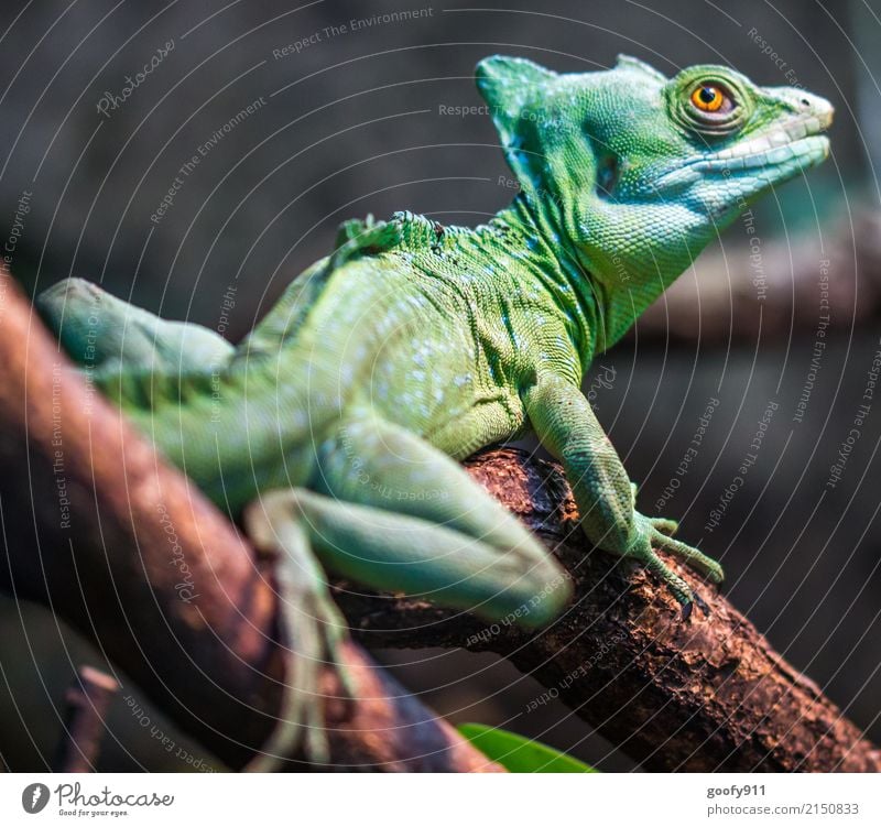 Grüner Dino ;-))) Safari Expedition Umwelt Natur Baum Ast Wald Urwald Tier Wildtier Tiergesicht Schuppen Pfote Zoo Echsen Echsenauge 1 beobachten hängen stehen