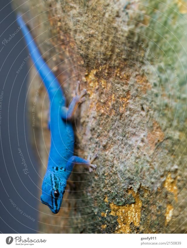 Auffallend.... Abenteuer Safari Expedition Umwelt Natur Baum Wald Urwald Tier Wildtier Tiergesicht Schuppen Fährte Zoo Echsen 1 stehen exotisch frech schön blau