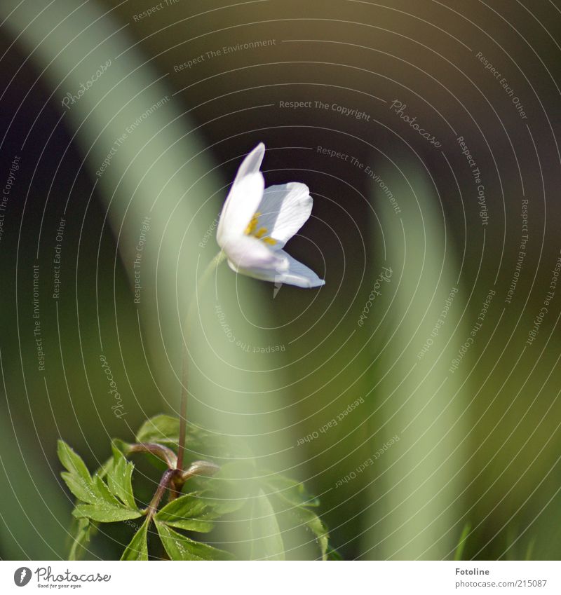 Buschwindröschen Umwelt Natur Pflanze Frühling Blume Gras Blatt Blüte Wildpflanze hell natürlich grün weiß Blütenblatt Farbfoto mehrfarbig Außenaufnahme