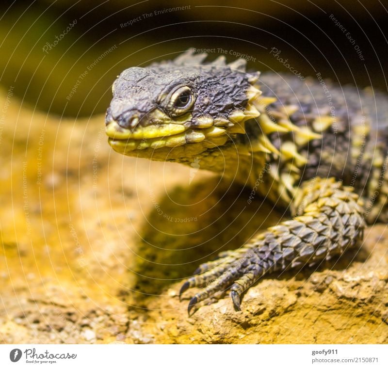 Starrer Blick... Safari Expedition Umwelt Natur Frühling Sommer Wüste Tier Wildtier Tiergesicht Schuppen Krallen Fährte Zoo Echsen 1 beobachten entdecken stehen