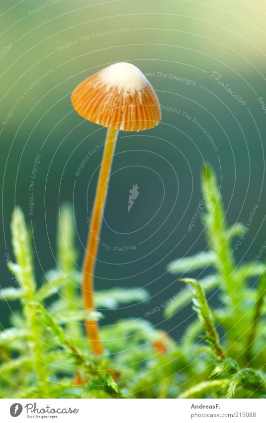 Winzling Umwelt Natur Pflanze Herbst Moos grün Pilz Pilzhut klein Waldboden herbstlich Farbfoto Nahaufnahme Detailaufnahme Makroaufnahme Schwache Tiefenschärfe