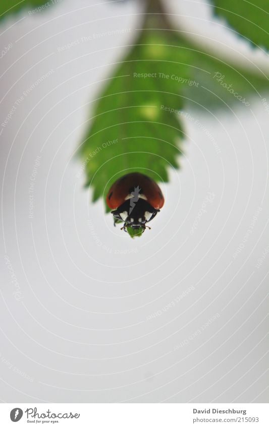 Sackgasse Natur Pflanze Tier Sommer Blatt Wildtier Käfer Tiergesicht 1 grau grün rot schwarz Marienkäfer Farbfoto mehrfarbig Außenaufnahme Nahaufnahme