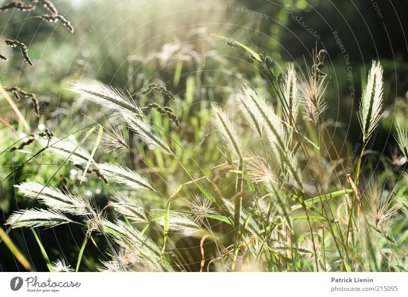 forget about summer Umwelt Natur Landschaft Pflanze Urelemente Sommer Klima Gras Sträucher Blatt Blüte Grünpflanze Wildpflanze ästhetisch außergewöhnlich