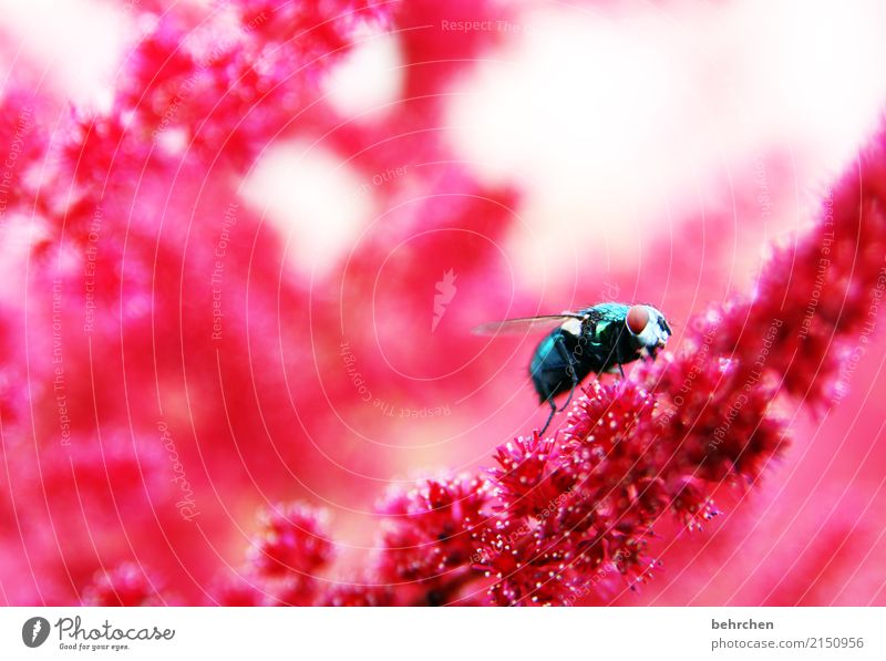 farbenfroh Natur Pflanze Tier Sommer Schönes Wetter Blume Blüte Prachtspiere Garten Park Wiese Wildtier Fliege Tiergesicht Flügel Auge 1 beobachten Blühend Duft