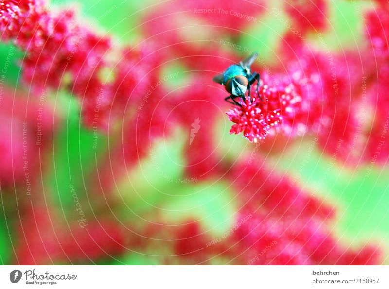 pinkig Natur Pflanze Tier Sommer Blume Blatt Blüte Prachtspiere Garten Park Wiese Wildtier Fliege Tiergesicht Flügel 1 Blühend Duft fliegen Fressen schön grün