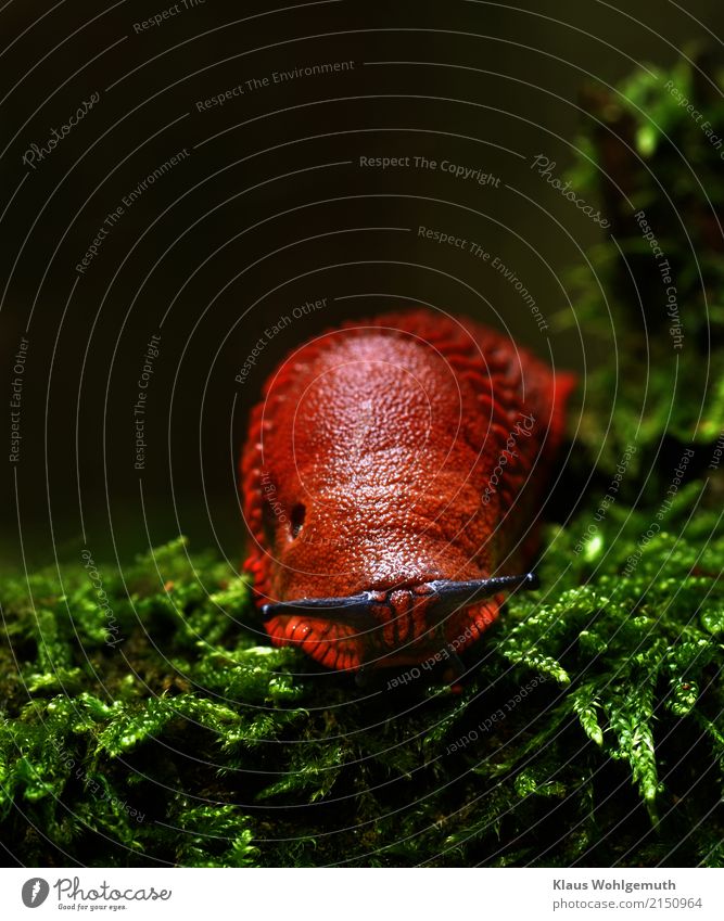 Schleimer Umwelt Tier Sommer Herbst Garten Park Wiese Wald Schnecke Spanische Wegschnecke Fressen Ekel nass schleimig braun grün rot Nacktschnecken Farbfoto