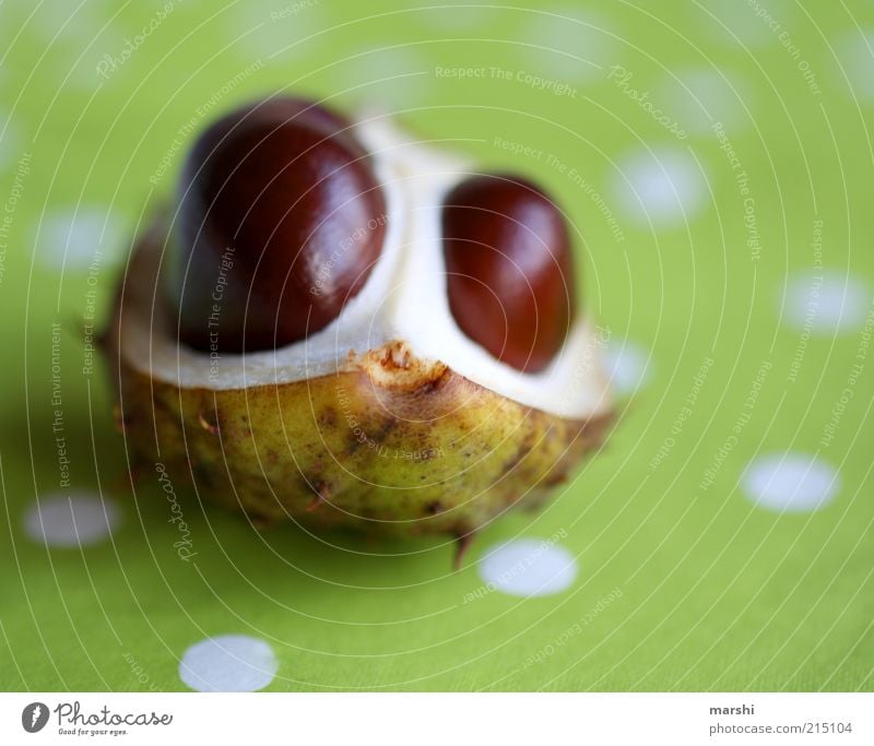 das Kastanienmonster Natur Pflanze braun grün Frucht gepunktet hellgrün herbstlich Herbst Dekoration & Verzierung Unschärfe Farbfoto Menschenleer Tischwäsche