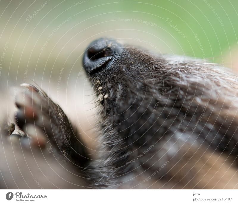 Igelchen Natur Tier Pfote Nase schlafen kuschlig niedlich stachelig Vertrauen Sicherheit Geborgenheit Tierliebe schön Profil Müdigkeit träumen Kuscheln