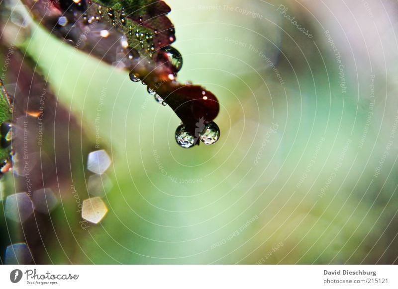 Eyes of the rain Leben harmonisch ruhig Natur Pflanze Wasser Wassertropfen Frühling Sommer Wetter Regen Blatt grün violett nass feucht Jahreszeiten Farbfoto