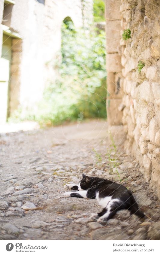 Mittagsschläfchen Ferien & Urlaub & Reisen Tourismus Sightseeing Städtereise Frühling Sommer Schönes Wetter Dorf Mauer Wand Haustier Katze 1 Tier gelb grün