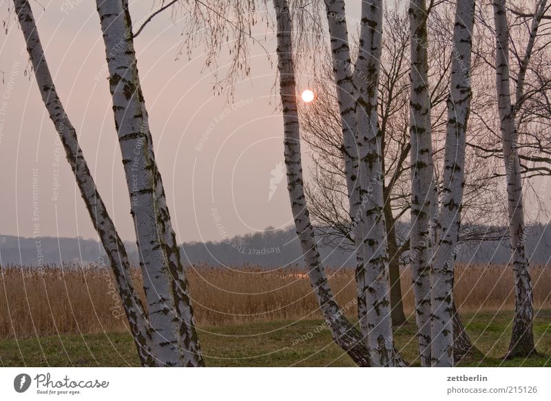 Herbst Ferien & Urlaub & Reisen Ausflug Umwelt Natur Landschaft Wasser Baum Park Seeufer Teich Müdigkeit Einsamkeit Birke sacrow Sonnenuntergang Dunst Nebel