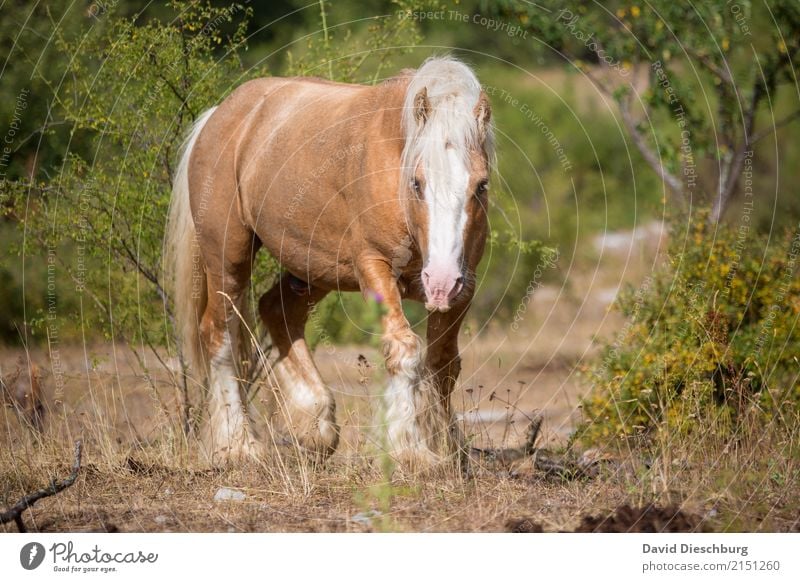 Horsepower Ferien & Urlaub & Reisen Landwirtschaft Forstwirtschaft Natur Frühling Sommer Schönes Wetter Wiese Feld Wald Tier Nutztier Pferd Tiergesicht Fell 1