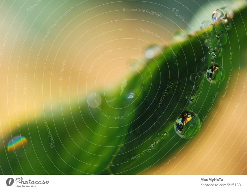 Wassertropfen auf Pflanzen Natur Urelemente Sonne Sonnenlicht Herbst Klima Regen Gras Blatt chaotisch Design Energie Erholung exotisch Farbe Kontakt Kontrolle