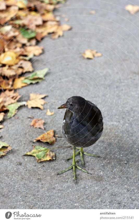 Vogel mit grünem Beinkleid Natur Pflanze Tier Erde Herbst Schönes Wetter Blatt Bürgersteig Wege & Pfade Wildtier Flügel Krallen Haubentaucher 1 beobachten