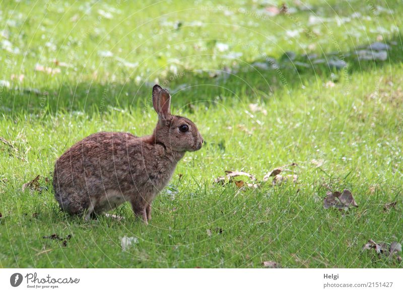 Hasi Umwelt Natur Pflanze Tier Sommer Schönes Wetter Gras Park Wildtier Hase & Kaninchen 1 Blick sitzen einzigartig natürlich braun grau grün Zufriedenheit