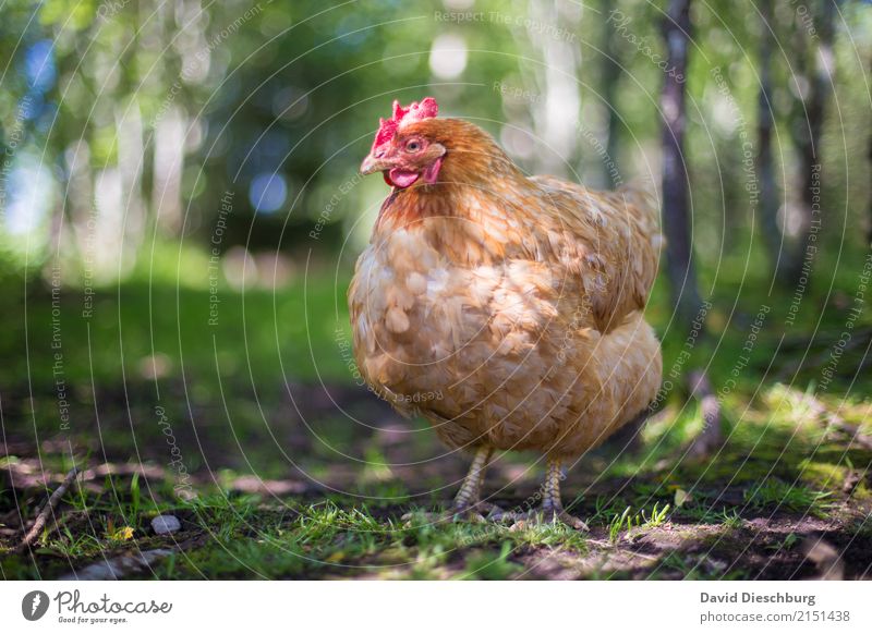 Huhn Lebensmittel Fleisch Ernährung Bioprodukte Landwirtschaft Forstwirtschaft Natur Frühling Sommer Schönes Wetter Wiese Feld Wald Tier Nutztier Vogel 1 Glück