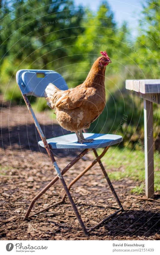 "Was gibt's heute zu Mittag?" Lebensmittel Fleisch Ernährung Frühstück Mittagessen Festessen Bioprodukte Ferien & Urlaub & Reisen Landwirtschaft Forstwirtschaft