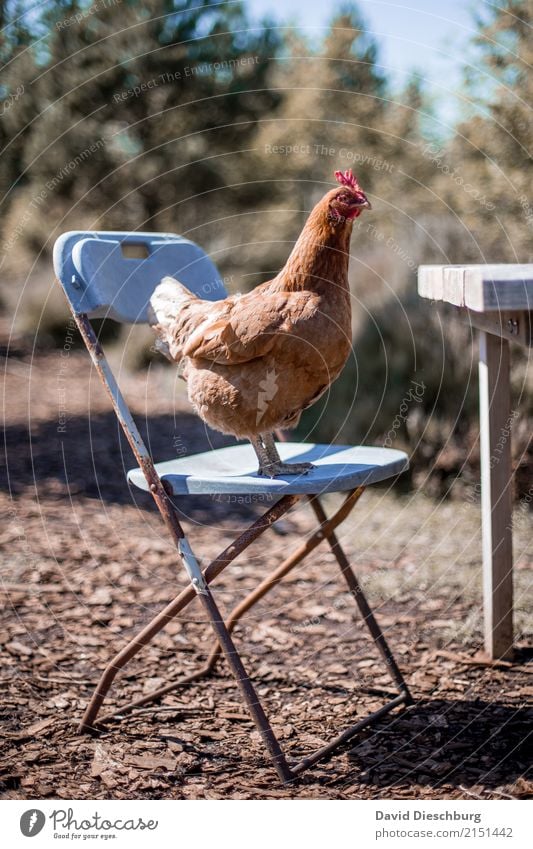 "Ich bin kein Fastfood!" Lebensmittel Fleisch Ernährung Mittagessen Bioprodukte Slowfood Ferien & Urlaub & Reisen Landwirtschaft Forstwirtschaft Gastronomie