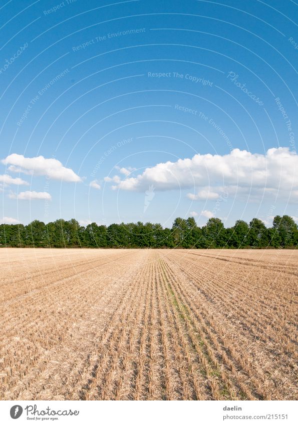 field after the yield of wheat Landschaft Himmel Wolken Horizont Herbst Schönes Wetter Pflanze Nutzpflanze Feld blau Ernte Weizenfeld Farbfoto Außenaufnahme