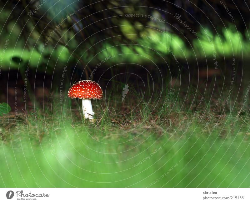 Glückssymbol Ernährung Natur Pflanze Baum Gras Fliegenpilz Pilz Pilzhut Tannenzweig Wiese Wald Blühend Wachstum ästhetisch bedrohlich natürlich schön weich grün