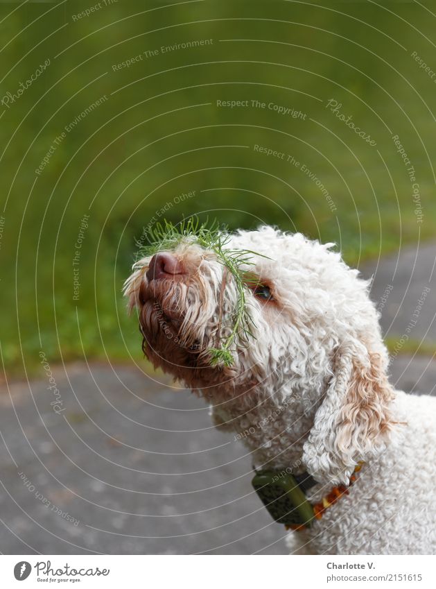 Mach. Das. Weg! Natur Pflanze Tier Sommer Schachtelhalm Park Haustier Hund Tiergesicht 1 Denken hängen Blick tragen Coolness frech kuschlig lustig niedlich