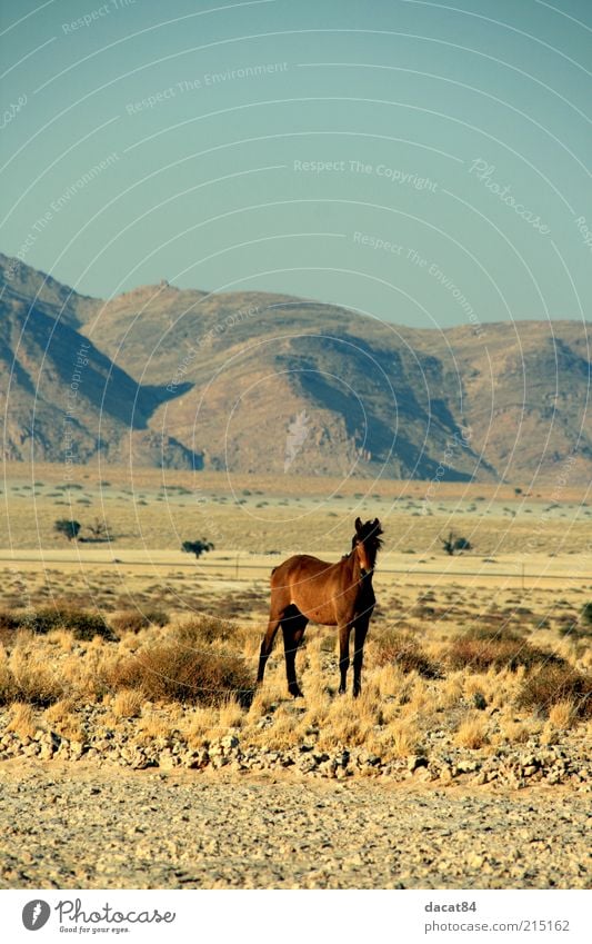 Wildhorse Tier Wildtier Pferd 1 schön blau braun gelb gold Gefühle Sehnsucht Angst Wildpferde Namibia Landschaft Farbfoto Außenaufnahme Menschenleer