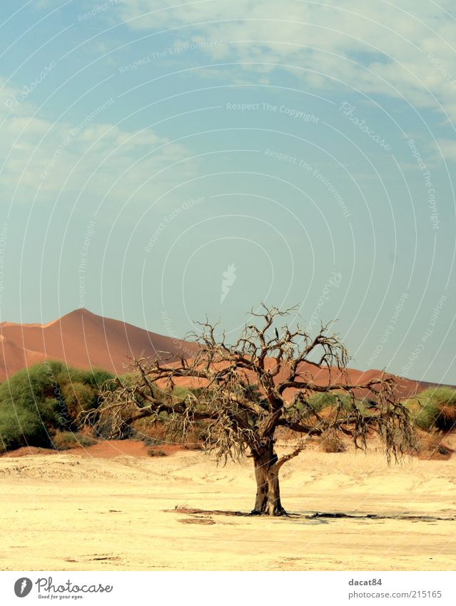 Death of the Tree Umwelt Natur Landschaft Pflanze Urelemente Erde Sand Himmel Sommer Klima Wetter Schönes Wetter Baum Sträucher Wüste Oase heiß Gefühle