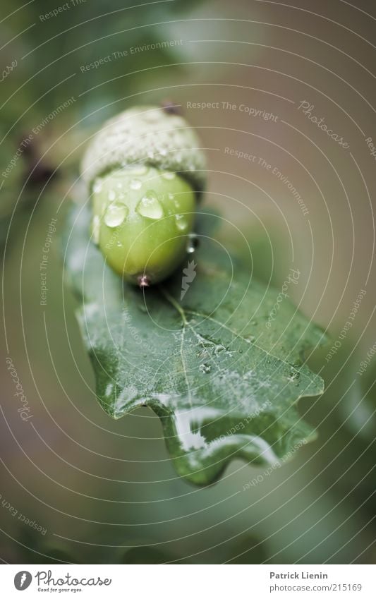 acorn Umwelt Natur Pflanze Herbst Klima Wetter schlechtes Wetter Baum Blatt atmen ästhetisch frisch glänzend schön nass grün Stimmung Zufriedenheit Eiche