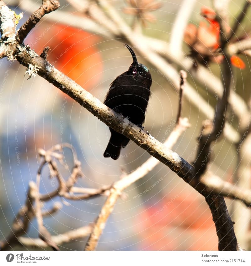 amethsyt Ferien & Urlaub & Reisen Tourismus Ausflug Ferne Sommer Baum Blüte Geäst Garten Park Tier Wildtier Vogel Tiergesicht Schnabel Nektarvogel 1 beobachten