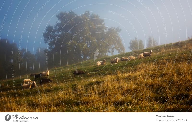 Schafherde Ferien & Urlaub & Reisen Natur Landschaft Herbst Wetter Baum Gras Wiese Tier Nutztier Tiergruppe Herde blau braun grün Gelassenheit ruhig Berghang