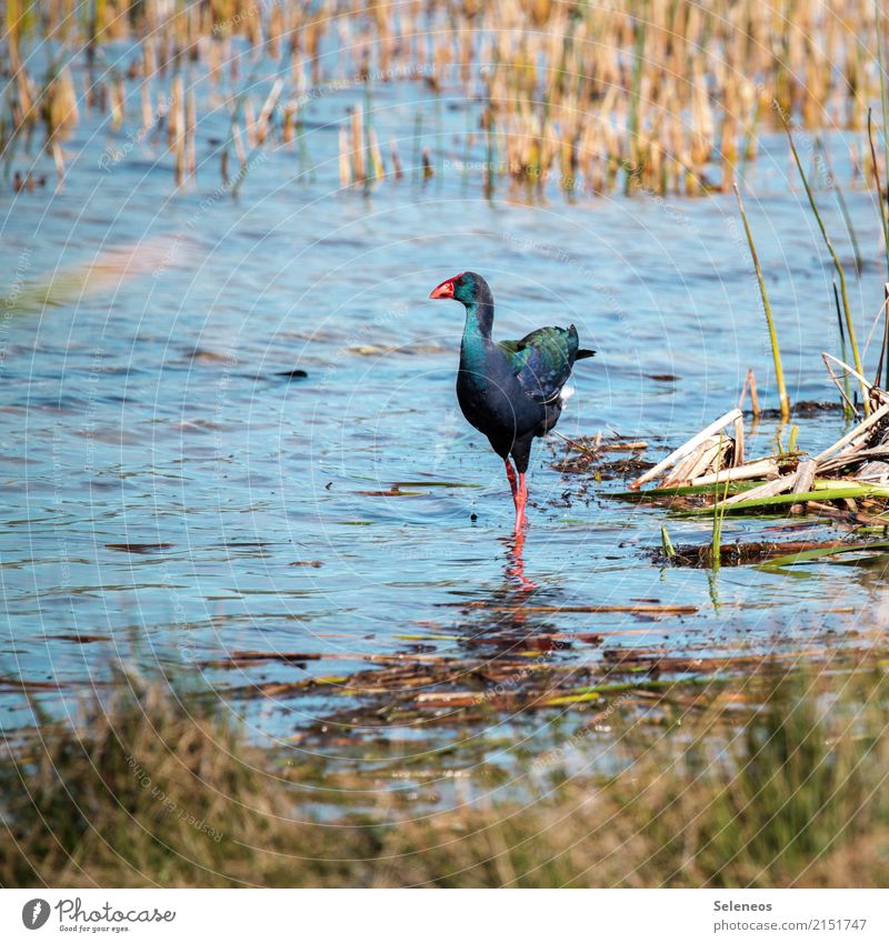 Afrikanisches Purpurhuhn Ausflug Ferne Freiheit Safari Expedition Umwelt Wasser Küste Seeufer Flussufer Tier Wildtier Vogel Haushuhn 1 exotisch natürlich