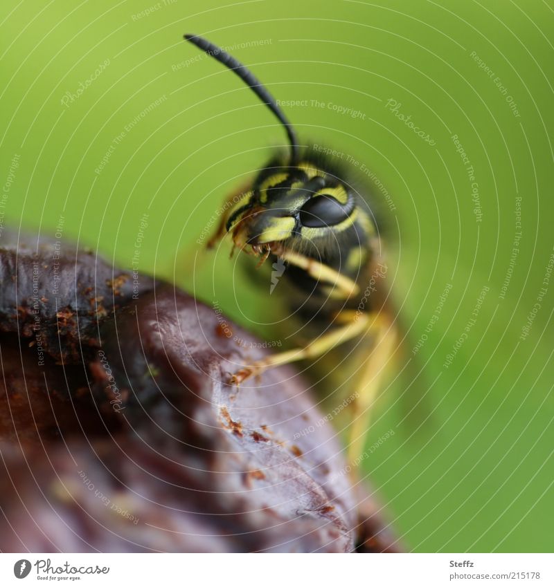 Wespe frißt eine leckere verfaulte Pflaume Fressen Wespen Facettenauge Wespengesicht Tiergesicht Maul Frucht nah grün violett verfaulen fruchtig hellgrün