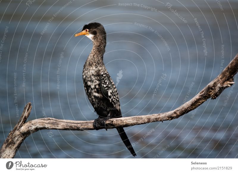 Kormoran Ferien & Urlaub & Reisen Ausflug Freiheit Expedition Sommer Umwelt Natur Wasser Küste Seeufer Flussufer Meer Tier Wildtier Vogel 1 natürlich