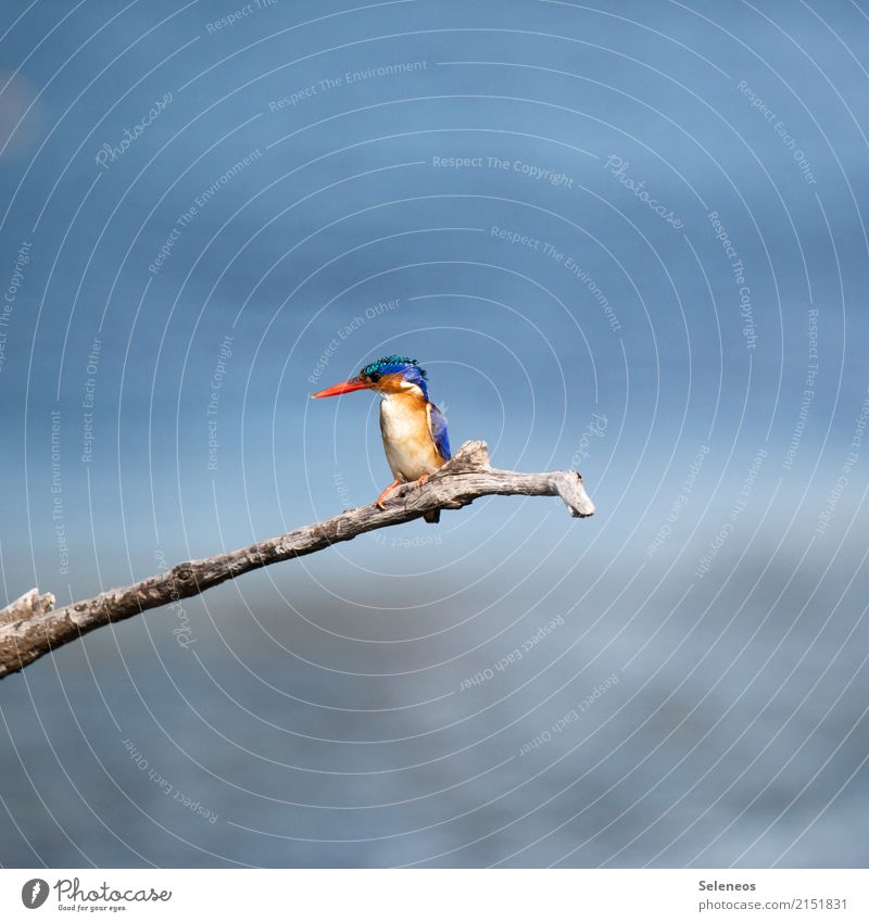 Ausschau halten Ausflug Abenteuer Ferne Freiheit Expedition Sommer Sonne Sonnenbad Umwelt Natur Küste Seeufer Flussufer Tier Wildtier Vogel Tiergesicht Schnabel