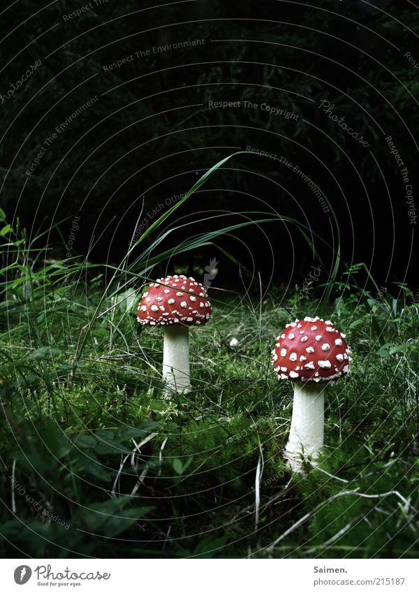 zwergenversteck Umwelt Natur Pflanze Wiese dunkel Pilz Komplementärfarbe Fliegenpilz Waldwiese gepunktet Gras Waldrand rot Gift Farbfoto mehrfarbig