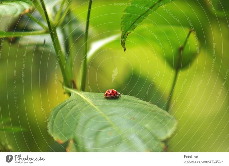 Mutschekiebchen Umwelt Natur Pflanze Tier Sommer Gras Blatt Grünpflanze Wildpflanze Garten Park Wildtier Käfer 1 frei klein nah natürlich grün rot schwarz